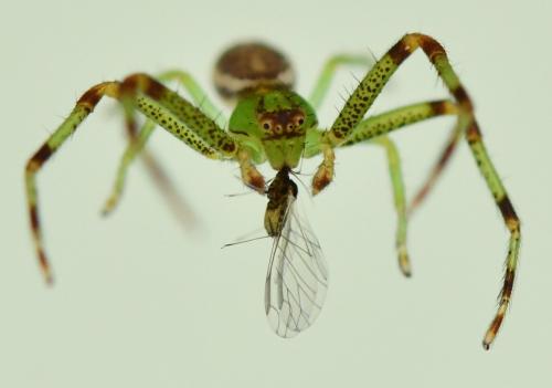 Réf. 249 690 : Diaea dorsata